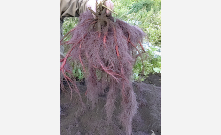 紫根（シコン）