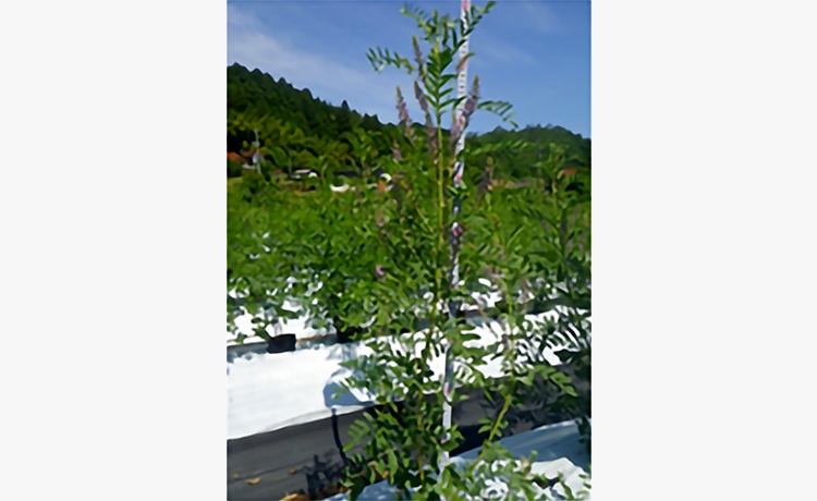 スペインカンゾウ 新品種「新日本製薬GG01」：スペインカンゾウの地上部