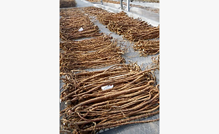 スペインカンゾウ 新品種「新日本製薬GG01」：スペインカンゾウの根（当社栽培品）